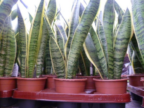 Sansevieria trifasciata  40/50 cm Zimmerpflanze - Bild 2 von 2