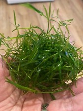 50" GUPPY GRASS Najas Guadelupensis - BACK IN STOCK