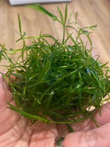 50"+ GUPPY GRASS (Najas Guadelupensis) - BACK IN STOCK