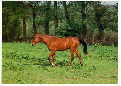 Postcard Horse, Brown on Pasture, 30659