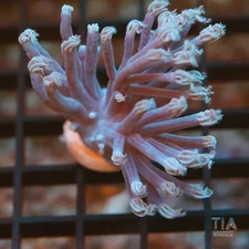 Purple Cespitularia - NOT WYSIWG | Live Softies Coral | Aquacultured