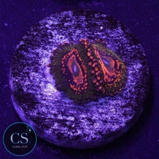 CS JF AZZKRAK ZOA - WYSIWYG LIVE CORAL