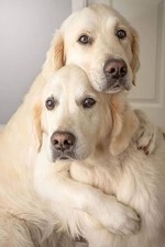 RONALD/LUIS ANGEL ACUNA 2024 Bowman Chrome  International Impact *400* Card LOT