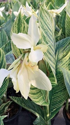 Pretty Imported Double Canna Lily White Colour Flower Bulb Pack Of 3 Bulb