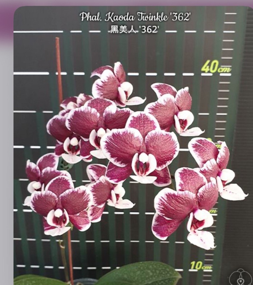 Phalaenopsis Kaoda Twinkle ‘362’ eBay