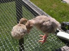 18 PATRIOT TURKEY HATCHING EGGS. ( RARE) — photo 6