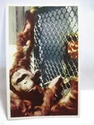 1953 SAN DIEGO ZOO ANIMAL COLOR SERIES POSTCARD " ORANG-UTAN " RARE VIEW