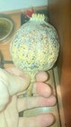 Picture 2 of 4