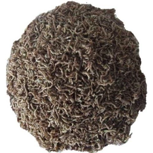 Rote Mückenlarven FD Futter Fischfutter Naturfutter Zierfischfutter 500 ml - Bild 2 von 2