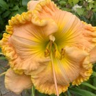 Daylily, Hemerocallis single fan 'Steppin' Out with My Baby' (Pickles, 2012)