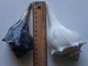 Bulk Lot Of Florida Sea Shells