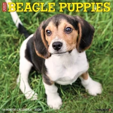 Beagle Puppies 2026 12" x 12" Wall Calendar (free shipping)