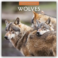 Red Robin | Wolves 2026 Square Wall Calendar | Taschenbuch | Englisch | Geheftet