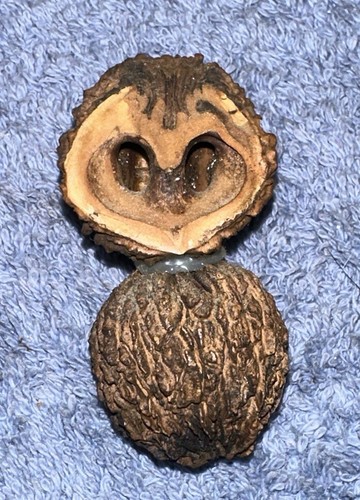 Handmade Walnut Owl Refrigerator Magnet  - Picture 1 of 4