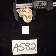 Turban Ślimak Shell 46,3mm Filipiny (A582)