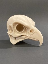 Teschio Falco Pellegrino