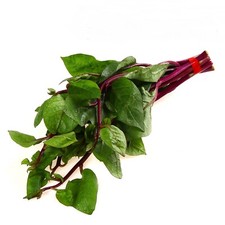Red Stem Malabar Spinach Seeds Heat Tolerant, non bolting 15 Seeds