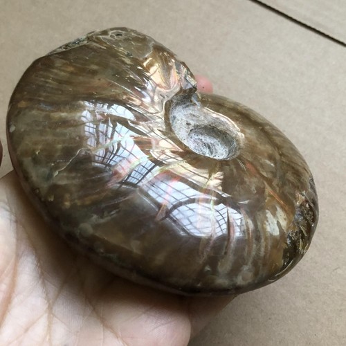 Rainbow!!! 389g Natural conch Ammonite fossil specimens of Madagascar 532 - Picture 7 of 13