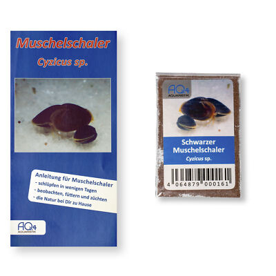 Schwarzer Muschelschaler - Cyzicus sp. - mit Anleitung