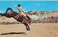 Cody WY Wyoming Stampede Rodeo Cowboy Bronco Western Horse Vtg Postcard C11