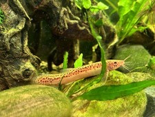 Gold Leopard Dojo Loach 4-5 Inch Live Freshwater Aquarium Fish Rare Pet
