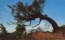 Bent Tree Mount Baker Washington Chrome Postcard by A. N. Nickols