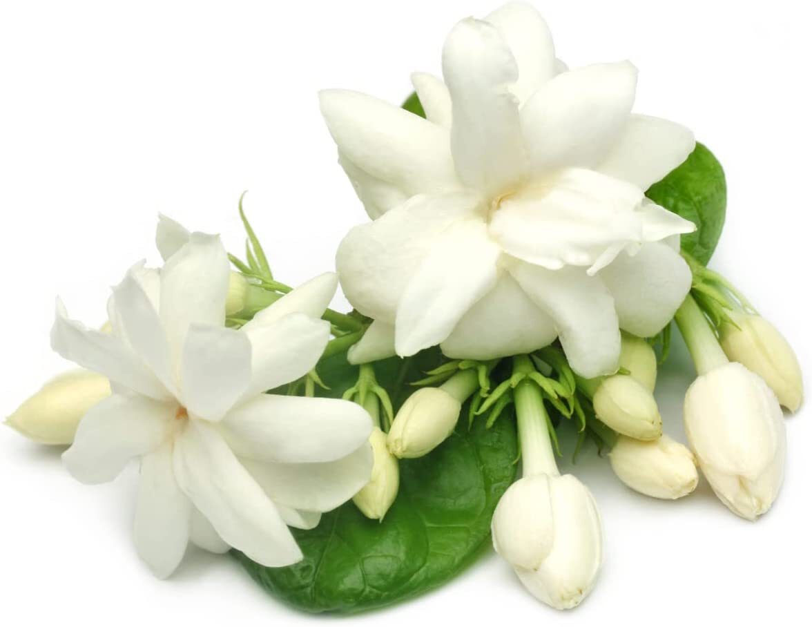 Jasmine Flower, Whole, Dry, 'Jasminum officinale' | eBay