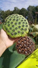 20 American Lotus seeds for growing! Nelumbo lutea,Native in the USA!Cold Hardy 