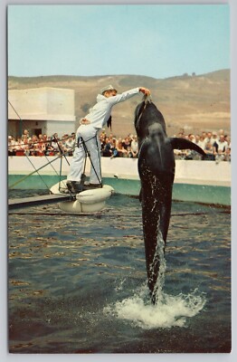 Bubbles a Pilot Whale at Marineland in Palos Verdes California c1950s Postcard