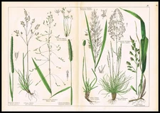 1887 Antique Botanical Lithograph – Meadow Grasses, Bluegrass, Bentgrass Timothy