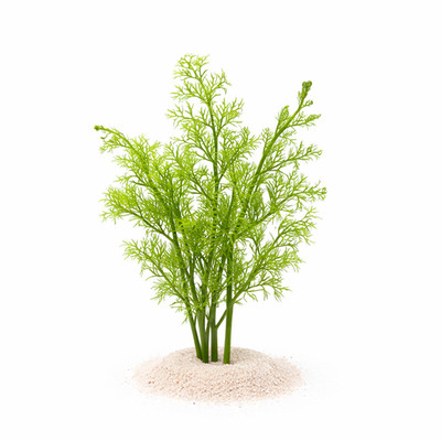 Ceratopteris Siliquosa Water Sprite | Aquarium Plants Factory 