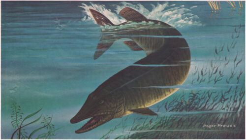 ROGER PREUSS FIA 1964 - Muskellunge Musky Fish - 13x19 Print  - Afbeelding 1 van 1
