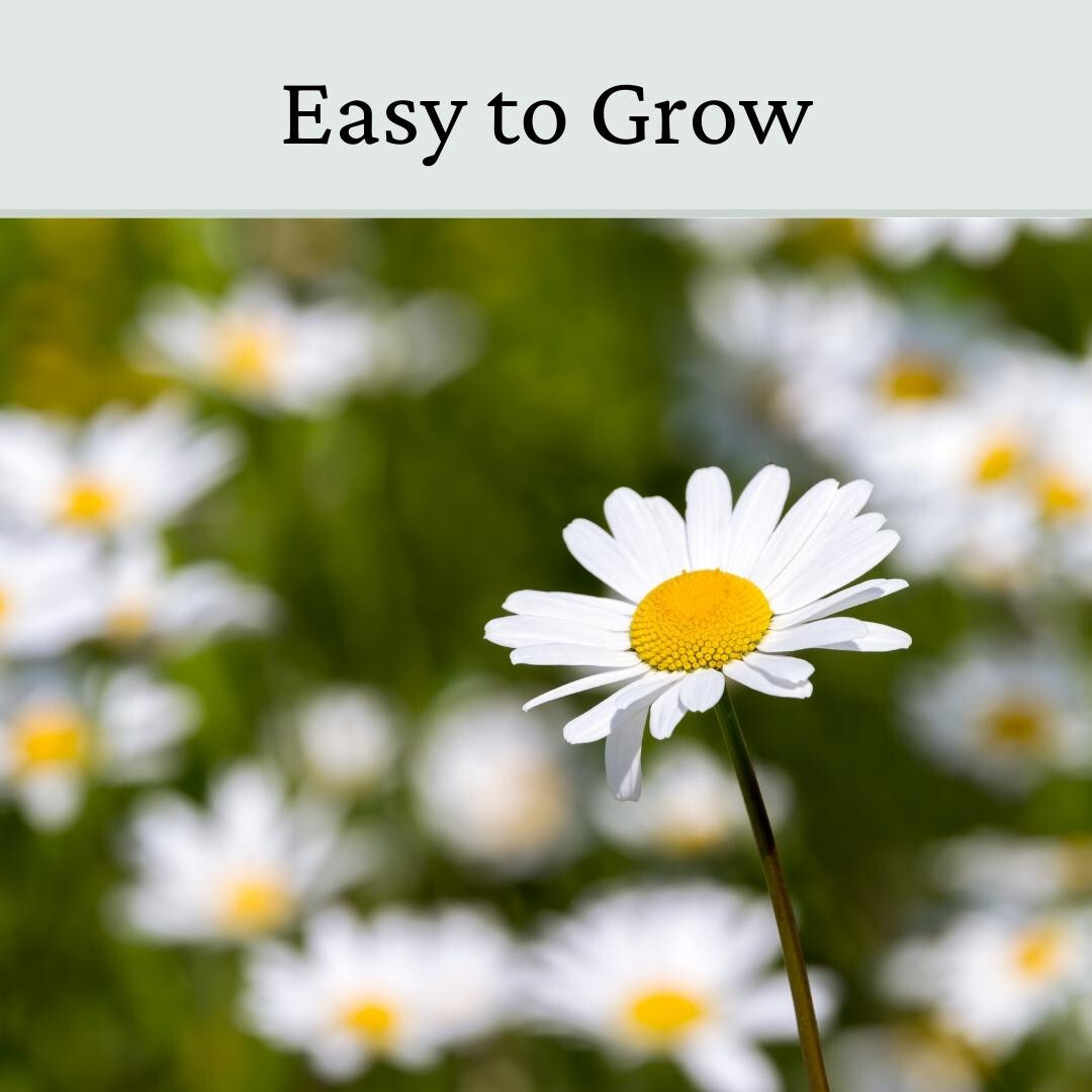 Oxeye Daisy Seed UK Wild Flower Seeds eBay