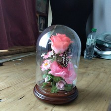 Vintage 1970s Butterfly in Glass Dome Display   lovely condition ?? info ??