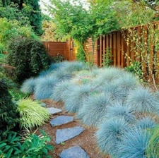 50+ SEEDS Blue Fescue Ornamental Grass | Perennial