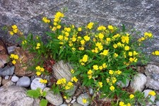 OENOTHERA MINIMA TINY EVENING PRIMROSE SPECIES SATIN YELLOW FLOWERS 50 SEEDS
