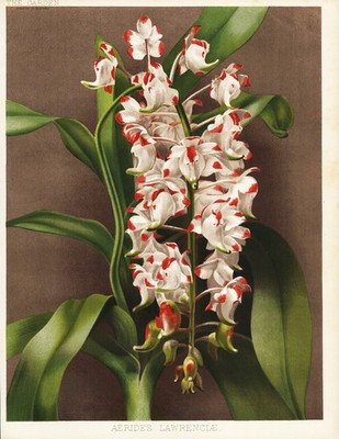 Aerides lawrenceae Philippines flower Botanik botany Robinson Litho 1889
