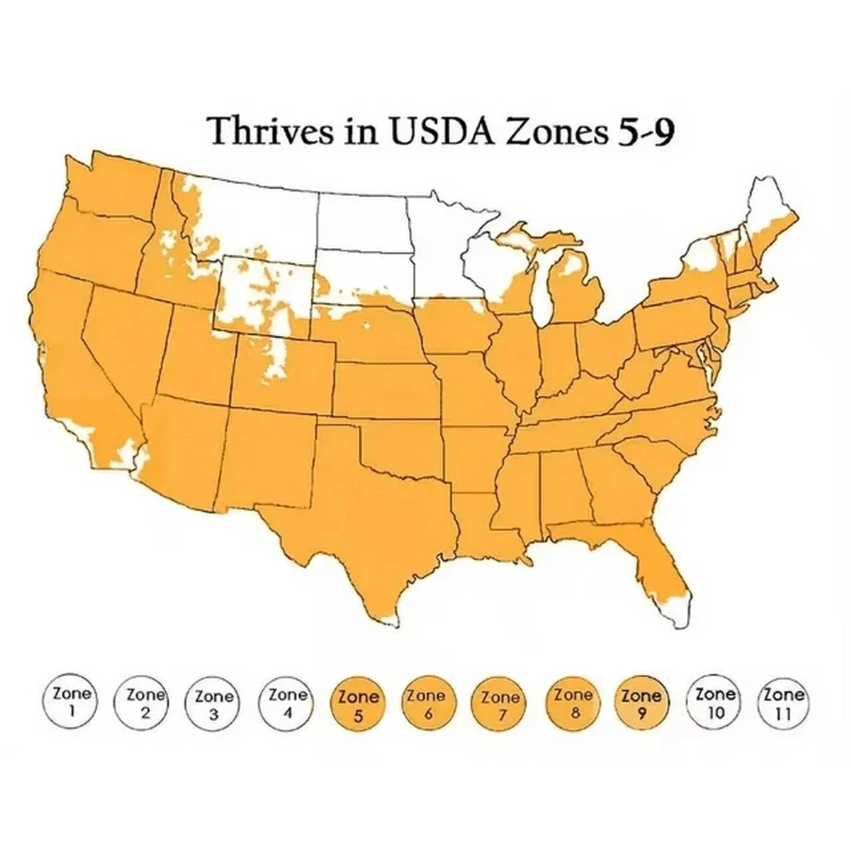 🌺🌺 MADAGASCAR hibiscus MOSCHEUTOS mallow Malvaceae STARTER Live PLANT US ship - Image 2 of 4