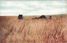Vintage Postcard One Thousand Acre Wheat Field WASHINGTON
