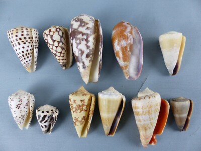 Les Cauris : ces coquillages de pouvoir sur nos accessoires - Ma
