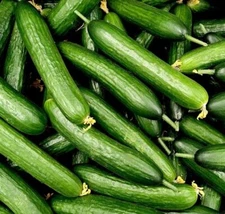 Slicer Cucumber Seeds for Planting - Marketmore Cucumbers (50 Seeds)