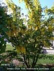 Golden Chain Tree, Koelreuteria paniculata, 15 seeds