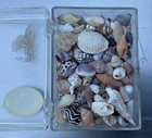 Vintage Assorted Seashell Collection - From Beaches of Hawaii  — photo 3