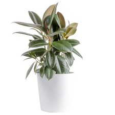 Costa Farms Burgundy Rubber Plant Live Plant In Decorative Pot