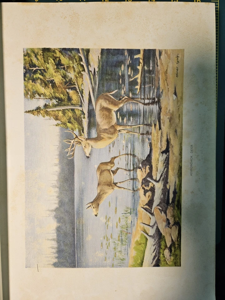 Seventh Report of the Forest, Fish and Game Commission of the State of New York - Image 3 of 4