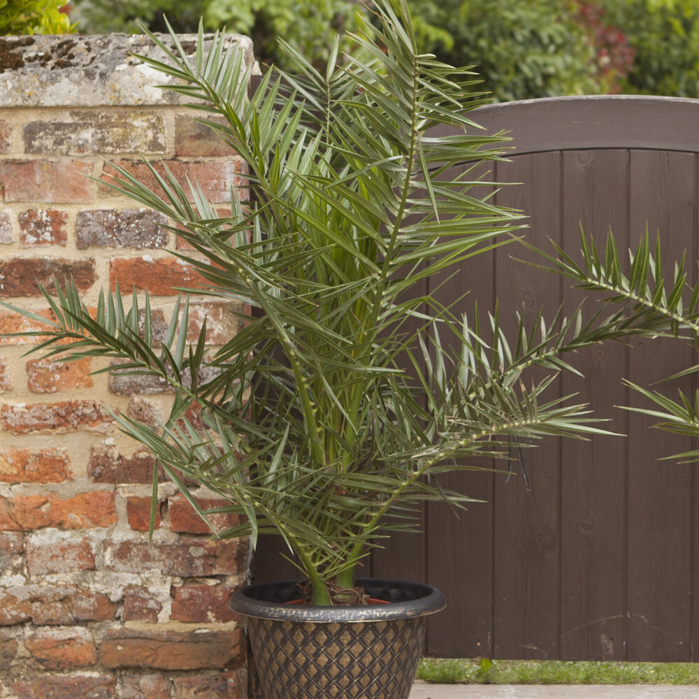 You Garden Hardy Phoenix Palm, 2 Trees 6080cm Tall 15cm Pot Exotic