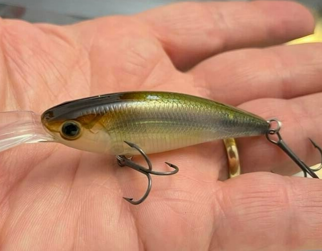 Daiwa Steez Shad 60SP EX DR Natural Ghost Shad Ship From Japan for