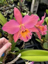 Cattleya Rlc Pamela Ann Oliveros ‘Georgia peach’ HCC/AOS x ‘Orchid Eros’ AM 4”