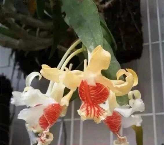 Vietnam Dendrobium ochraceum Rare Species Orchid Blooming Size Fragrant Plant
Opens in a new window