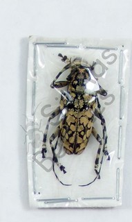 BEETLES (260986) Cerambycidae ssp. Laos